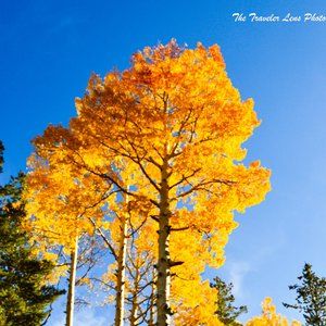 Yellow Trees picture